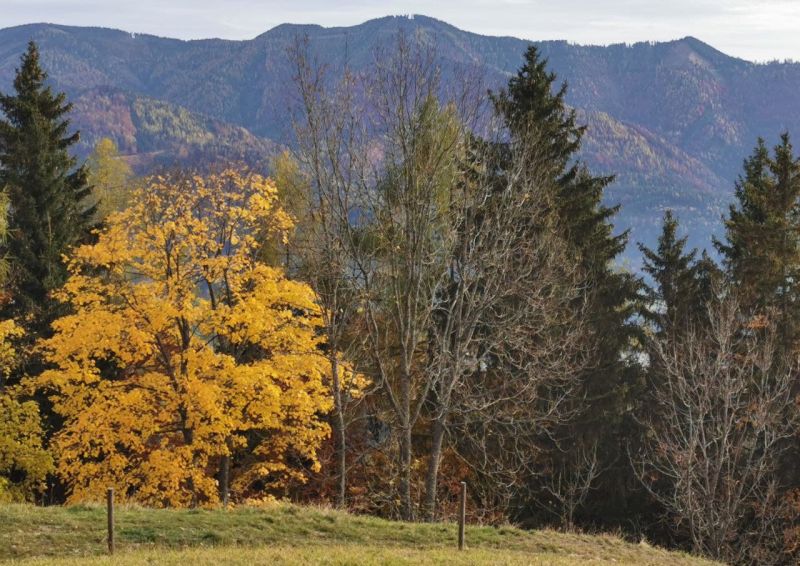 Herbstblätter