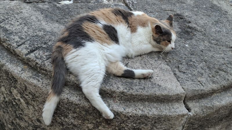 Katze Rhodos