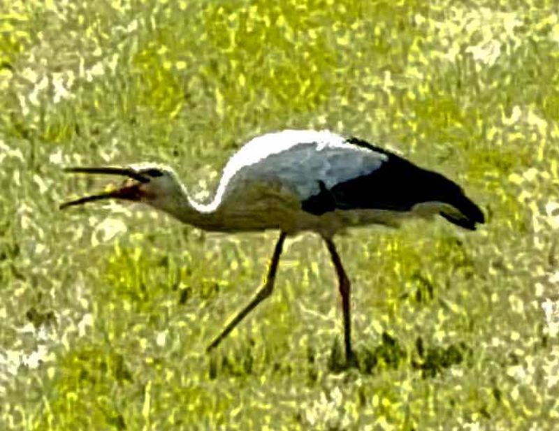 Storch sucht Futter