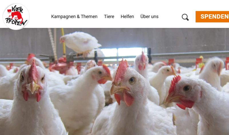 vier Pfoten Hühner